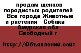 продам щенков породистых родителей - Все города Животные и растения » Собаки   . Амурская обл.,Свободный г.